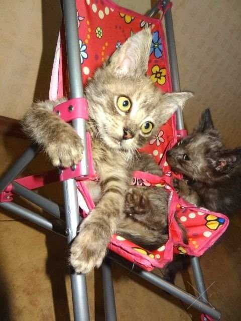 Отдам в заботливые ручки(котята)