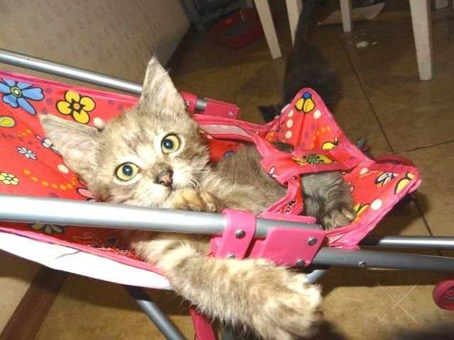 Отдам в заботливые ручки(котята)