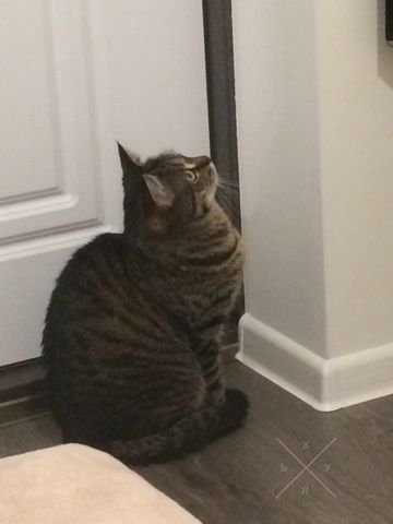 Отдам кошку
