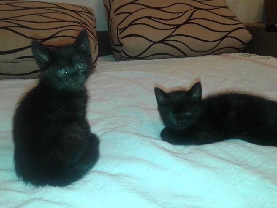 Отдам котенка в добрые руки