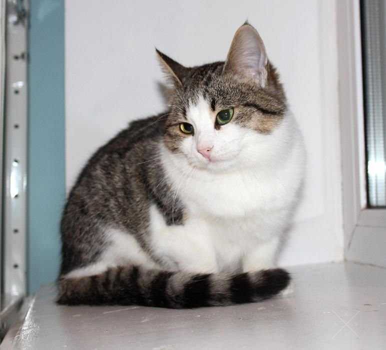 Котенок добрым людям
