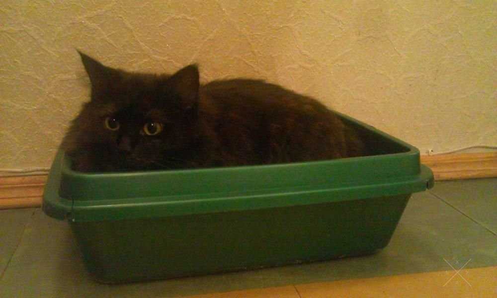 Прекрасная умная кошечка