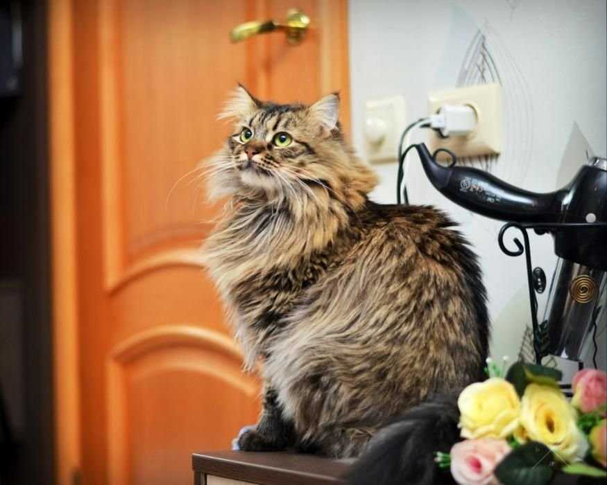 Метис сибирской котик МУПС в добрые руки