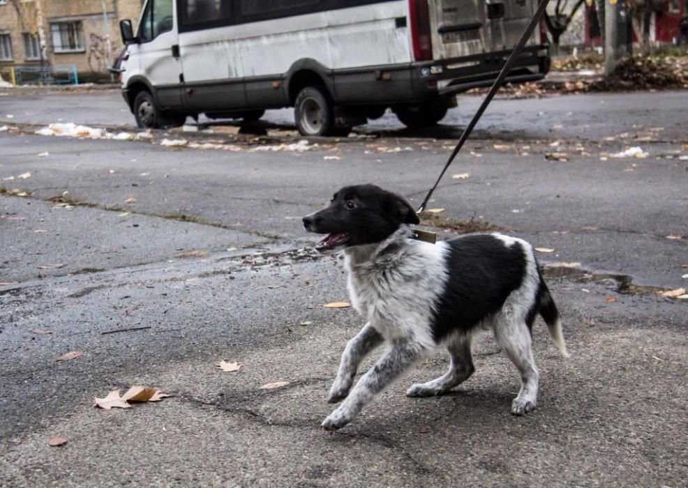 Бим ищет дом и хозяев