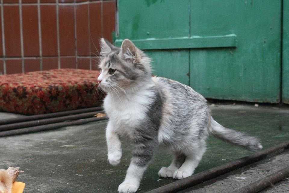 Ищет дом выброшенный котенок!