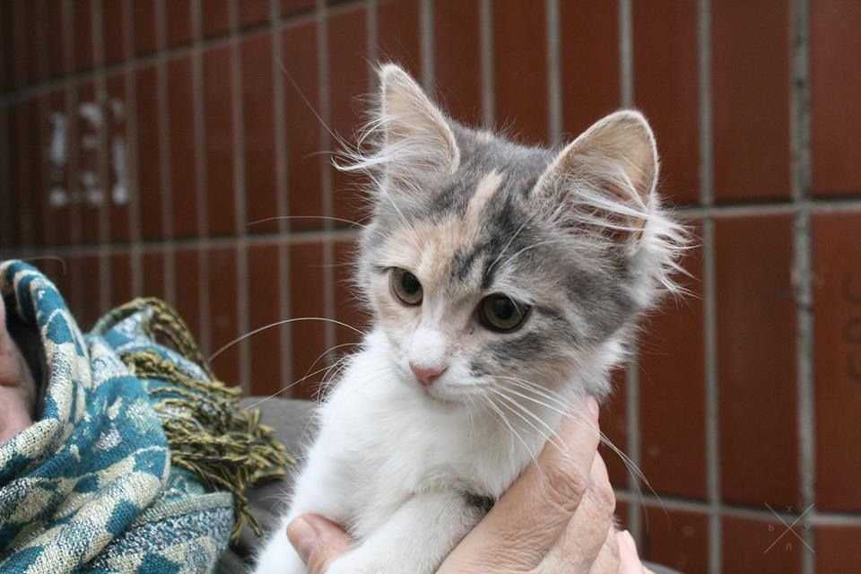 Ищет дом выброшенный котенок!