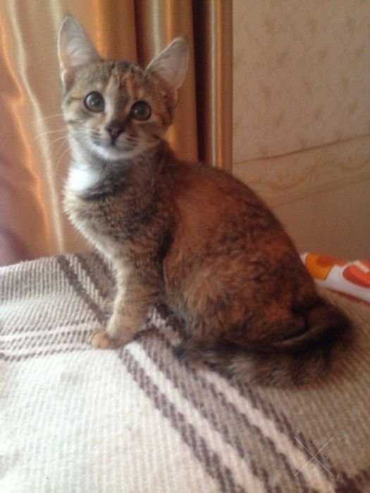 Красивенькие котятки в добрые руки)!!
