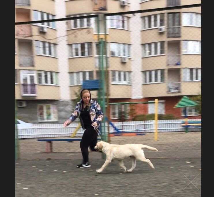 Палевый щенок лабрадор ретривера