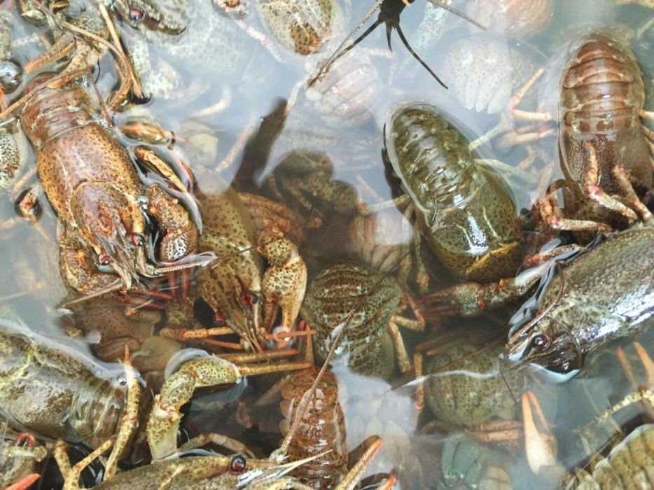 Живые РАКИ