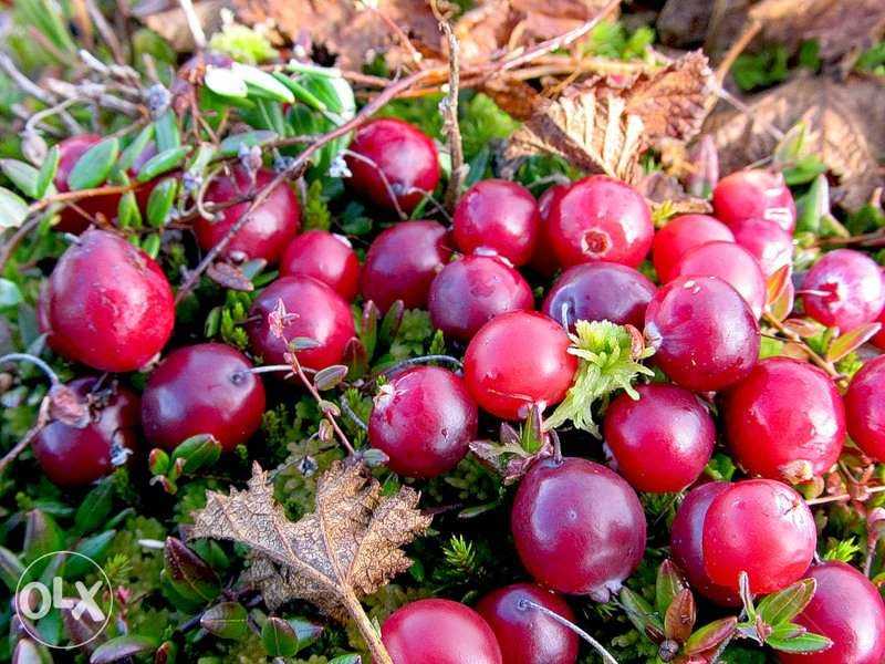 Клюква (журавлиина) продам 55 грн/1 л
