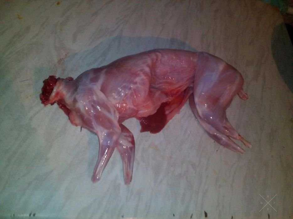 М'ясо кролика під замовлення(тушки)