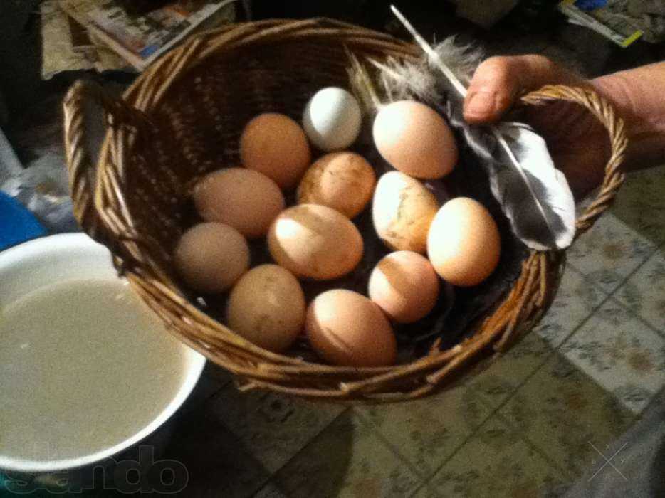 Яйця курячі домашні свіжі