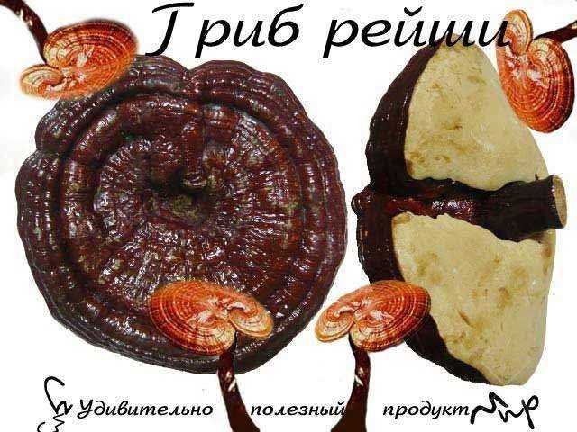 гриб Рейши, Лин Чжи, Ганодерма лакированная