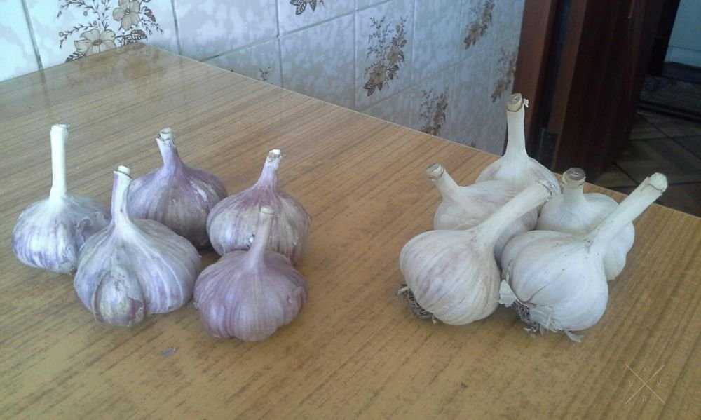 Продам чеснок