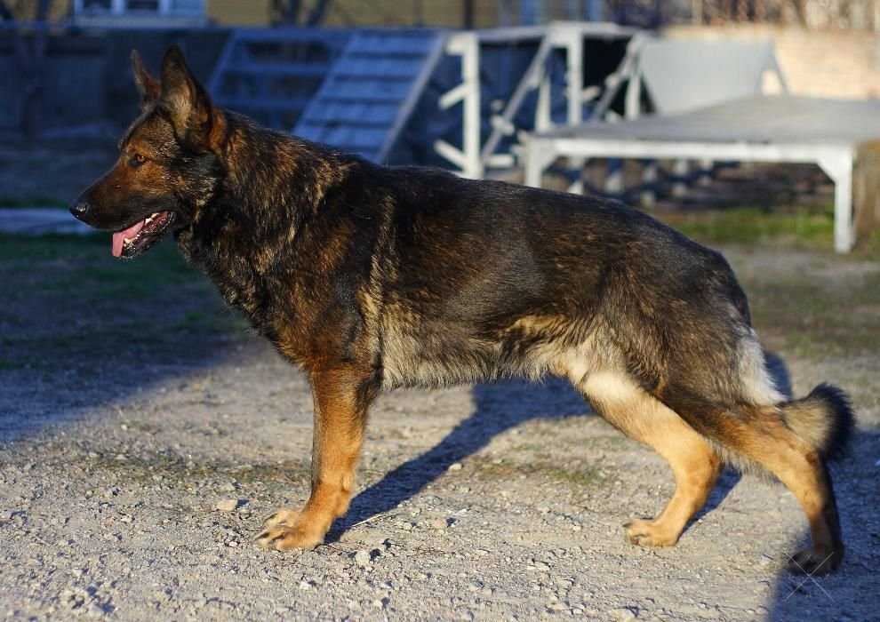 Немецкие овчарки Рабочего Разведения, документы КСУ