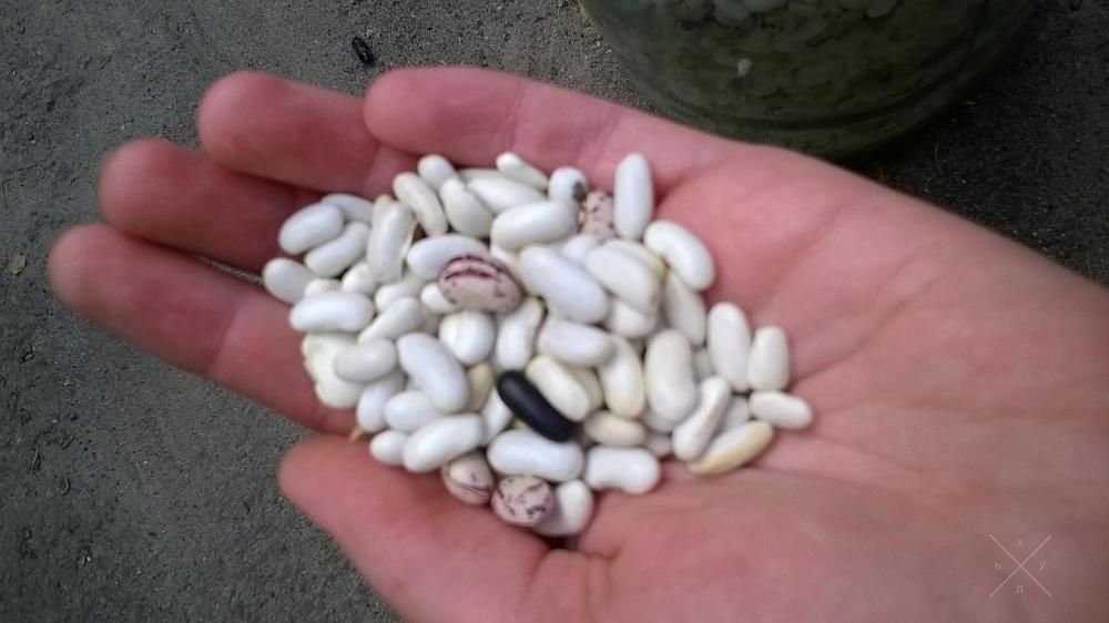 Фасоль