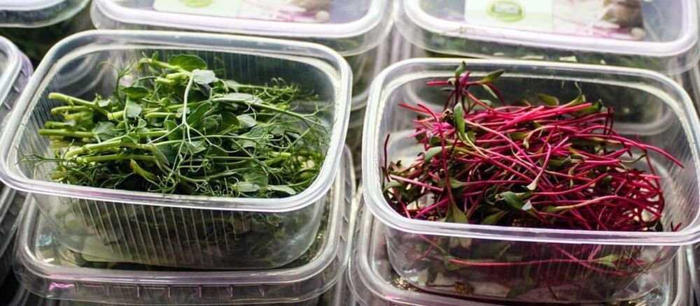 Микрогрин, микрозелень, microgreen
