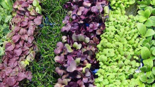 Микрогрин, микрозелень, microgreen