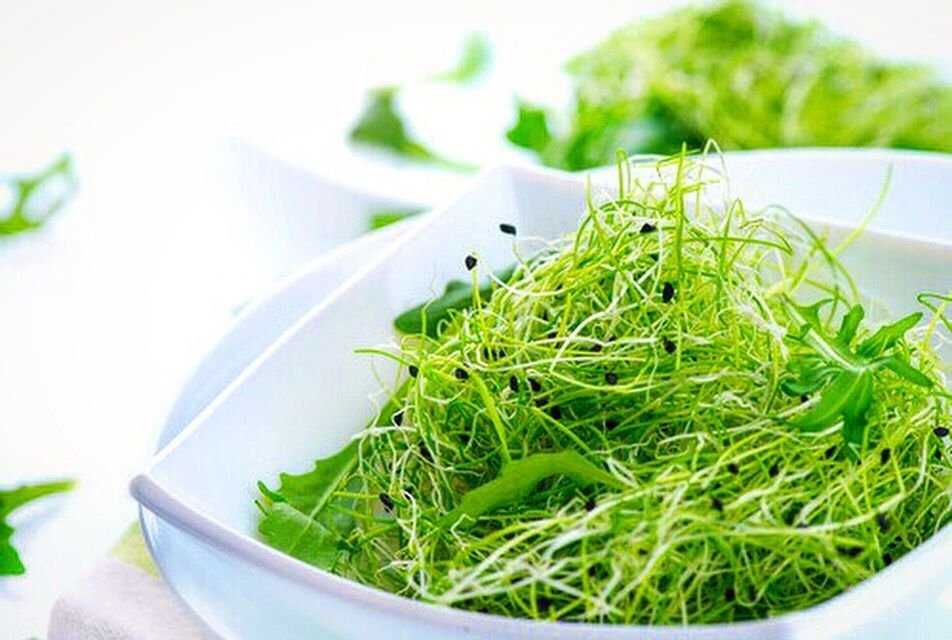 Микрогрин, микрозелень, microgreen