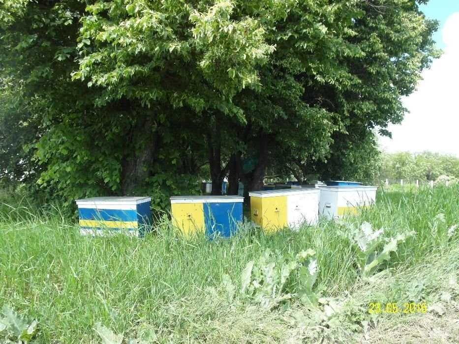 Домашний мед подсолнуха, акации, липы, собственная пасека, урожай 2016