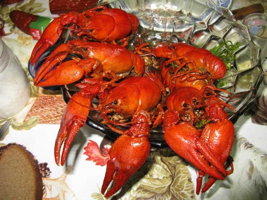 раки живые. только опт !