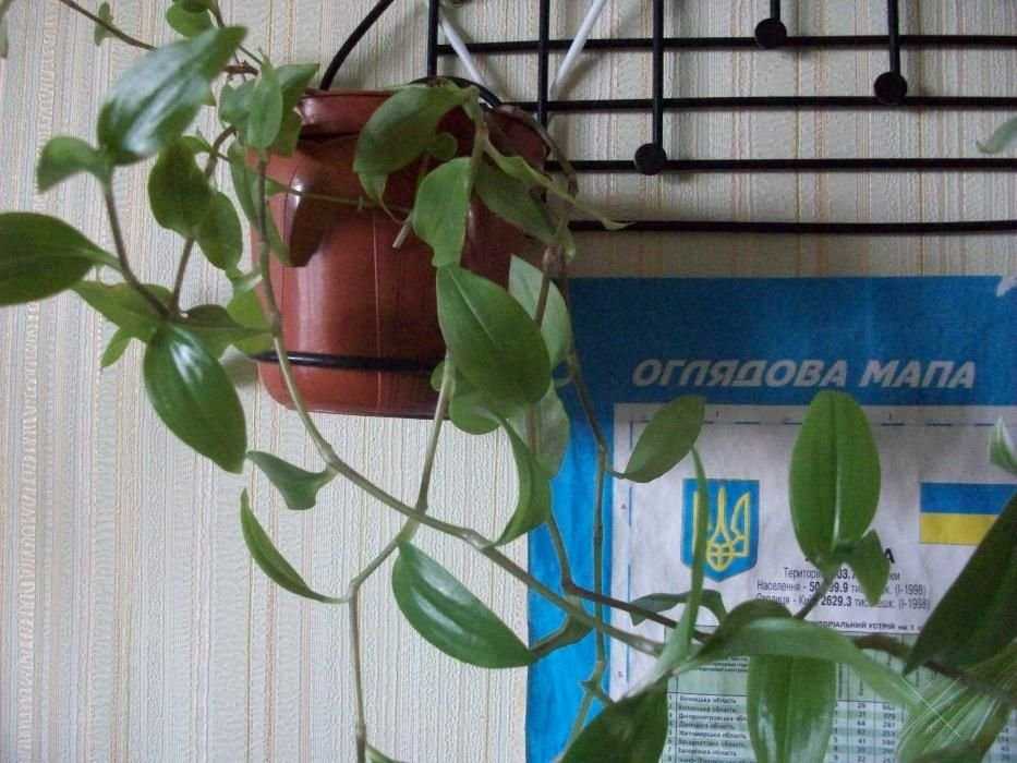 Традесканция Неприхотлива к земле, поливу и освещению 5 грн за черенок