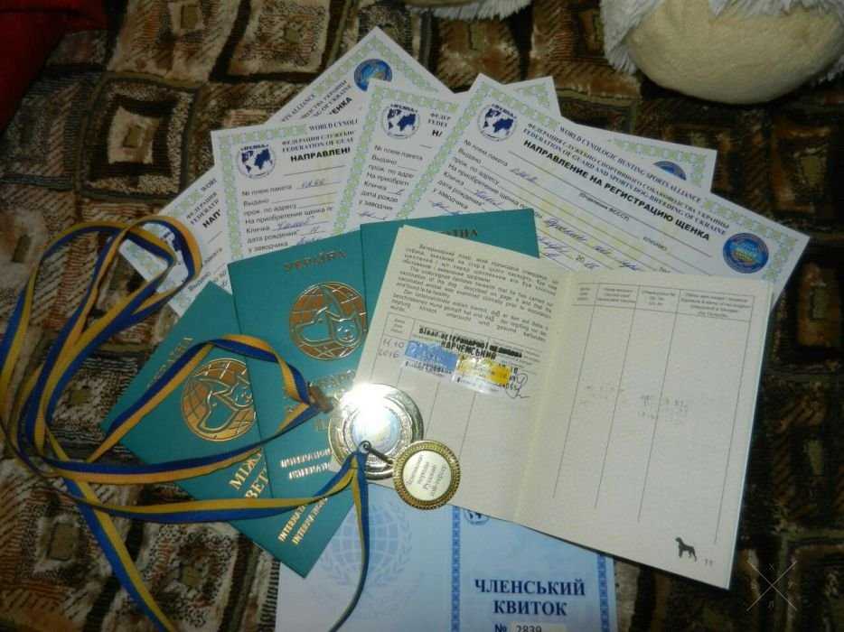 Карапузики