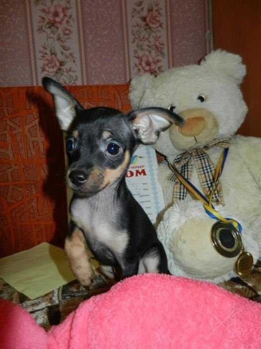 Карапузики