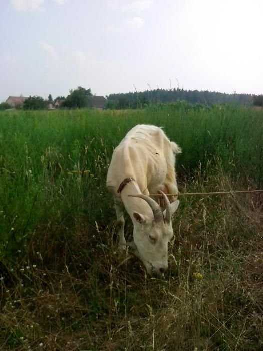 молоко козье домашнее