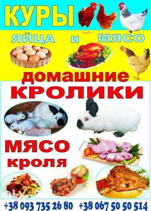 Домашние куриные Яйца