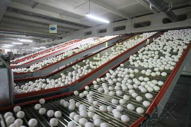 Продам яйцо куриное оптом и в розницу от птицефабрики