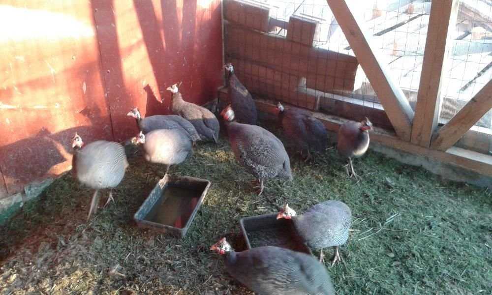 продам свежие лечебно-диетические яйца молодых цесарок