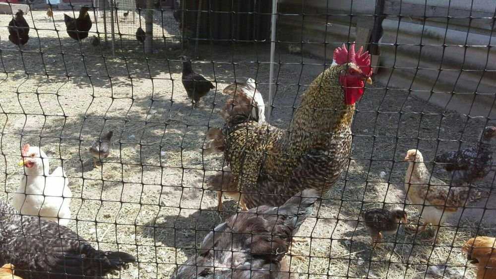 Куриные домашние свежие яйца.