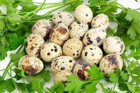 Продам домашние перепелиные яйца