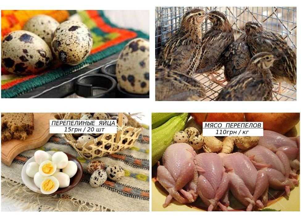 Перепелині яйця, домашні, м'ясо молодих перепелів