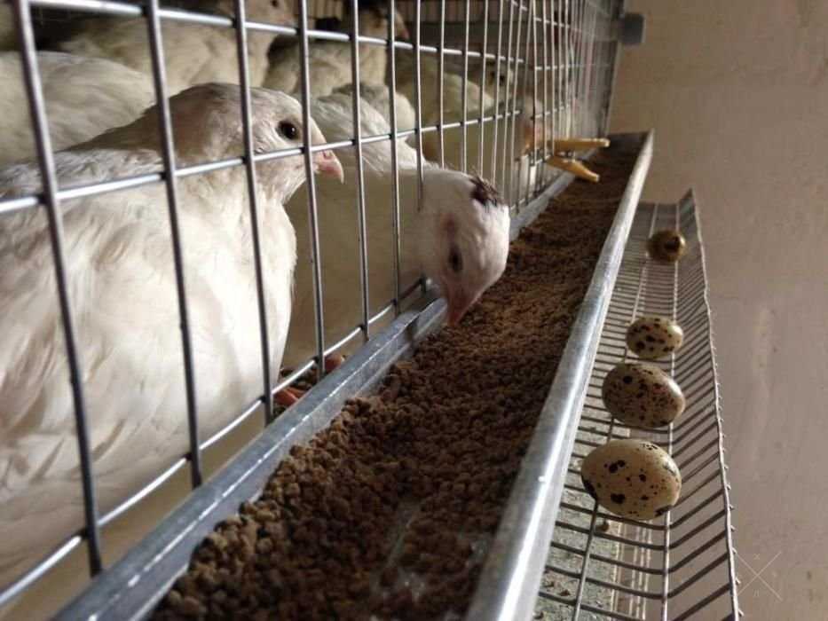 Продам тушкы перепелов. Яйца перепелиные.