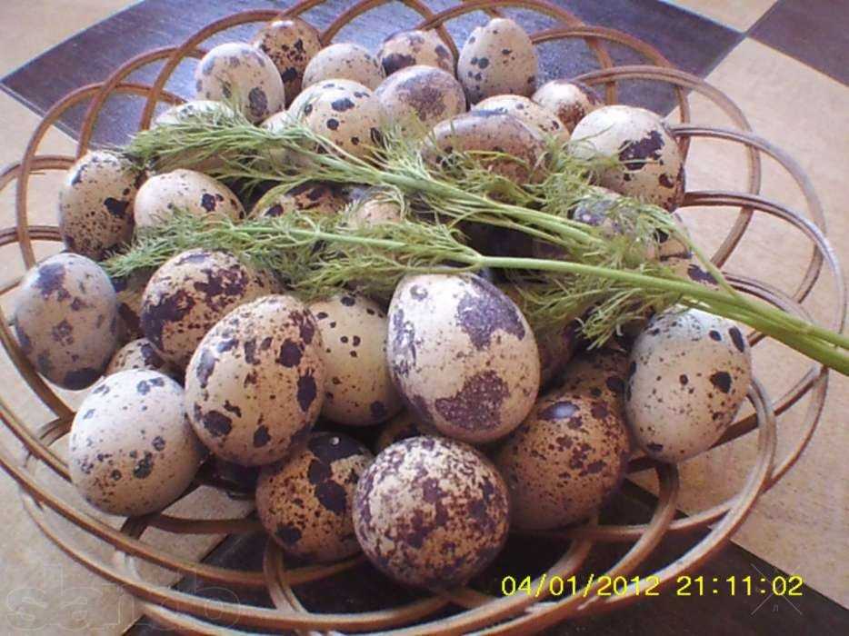яйцо перепелиное инкубационое.2.50грн.шт.