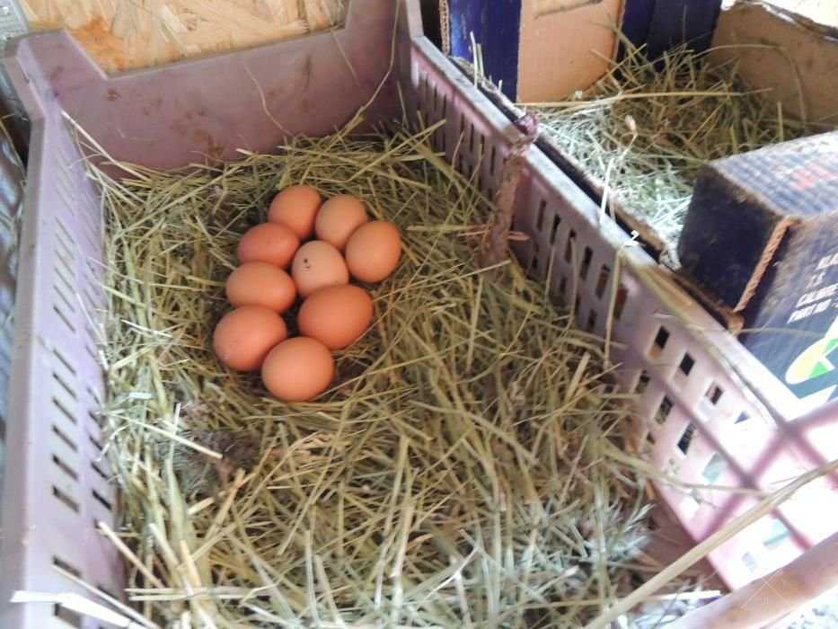 Яйцо куриное домашнее