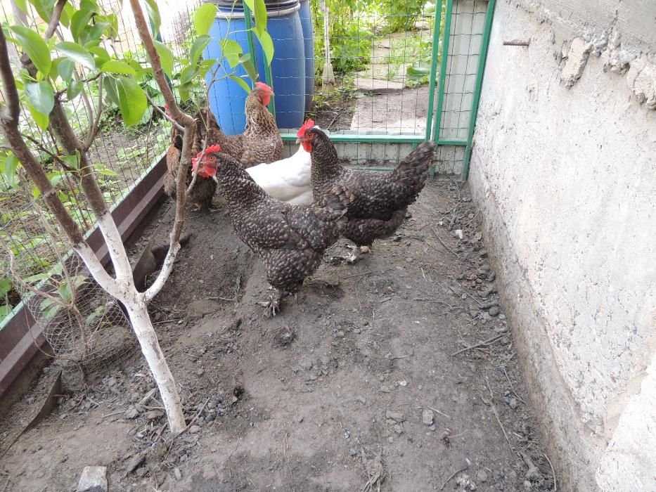 Яйцо куриное домашнее