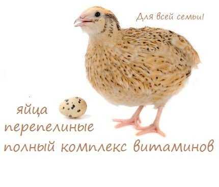 Перепелиное яйцо