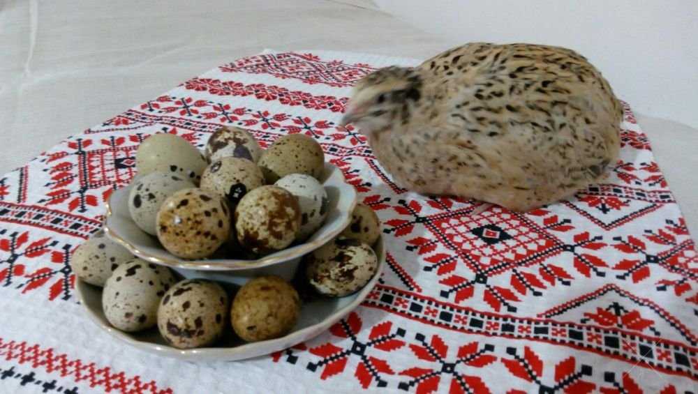 Перепелиные яйца