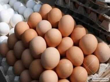 продам яйцо оптом С 0 С 1 С 2 С 3