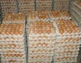 продам яйцо оптом С 0 С 1 С 2 С 3
