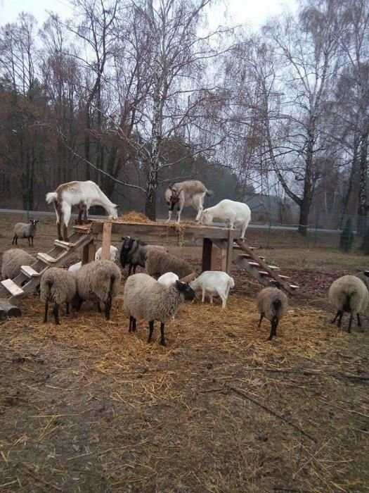 продам козье и овечье молоко