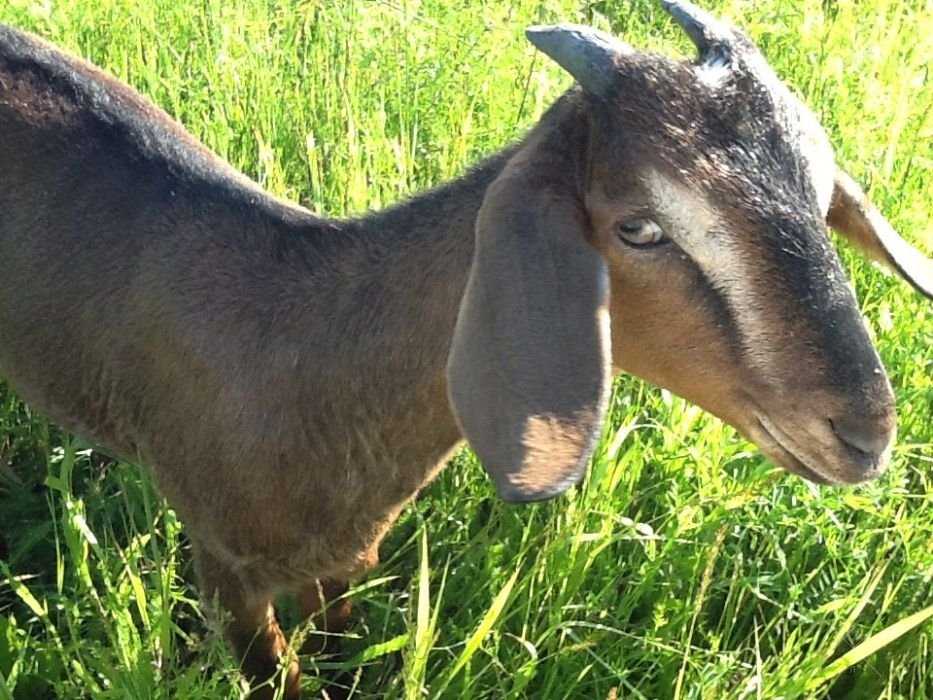 Продам козье молоко