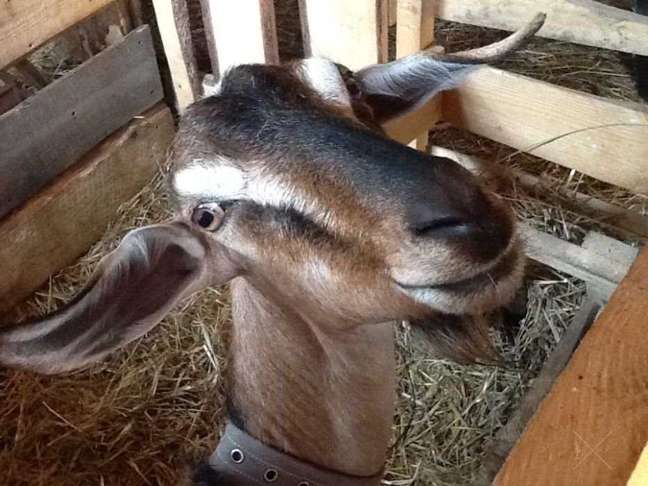 Продам козье молоко