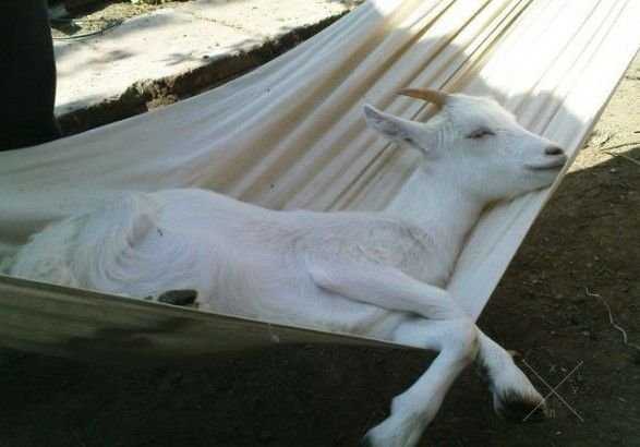 Козье молоко