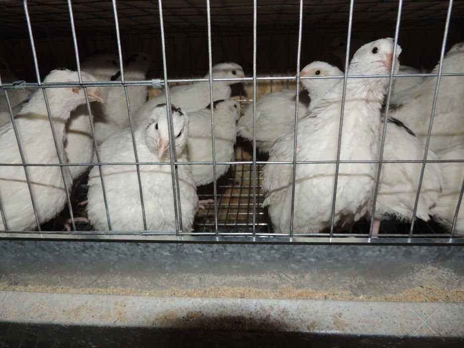 Продам крупное, домашнее перепелиное яйцо цена указана за 10 штук