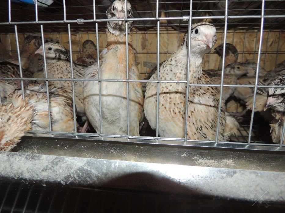 Продам крупное, домашнее перепелиное яйцо цена указана за 10 штук