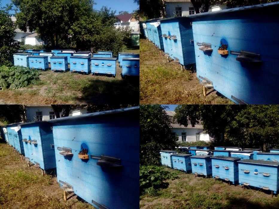 Мед з домашньої пасіки